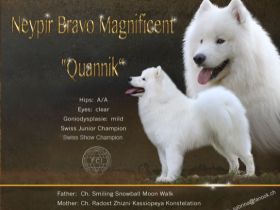 JCh. Ch. Neypir Bravo Magnificent *Qannik"