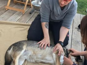 Tiertherapie Bergauf Hundephysiotherapie Tierheilpraktiker