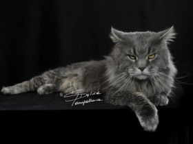 Maine Coon von der Ellernaue