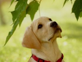 Von der alten Oberförsterei