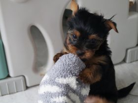 sweet Angels von der Rothenmühlenau