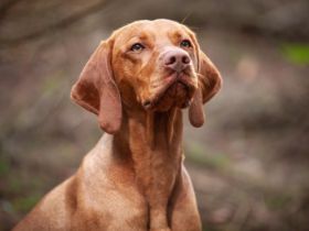 Dokken Devil Kelecsky poklad