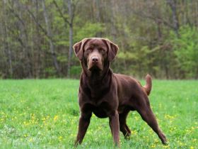 Graf Bruno von der Märchenstraße