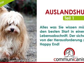 Das Geheimnis der Auslandshunde und der Weg zum Happy End ! (online 10.09.24)