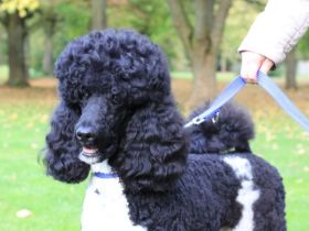 Kuno vom Karolinenberg