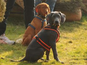 hundundmenschteam Coppenbrügge
