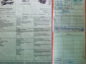 Willi von Kollenkamp