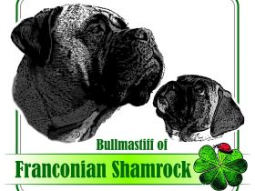 Bullmastiff of Franconian Shamrock