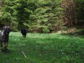 Die mobile Hundeschule