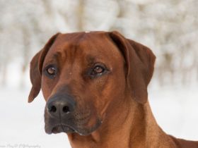 Sakaza ( genannt Leo)