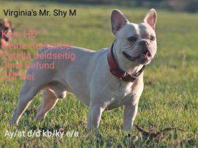 Virginia's Mr. Shy M