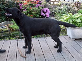 Oscar von der Friedersdorfer Höhe