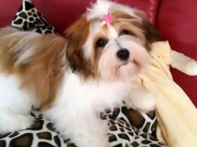 Havana´s True Heart