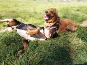 Allround Animal Care