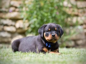Rottweiler Welpen