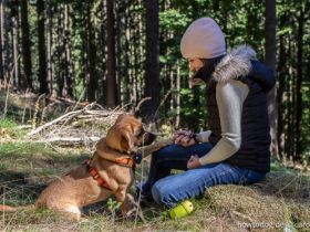 HOW TO DOG - Coaching für Dich und Deinen Hund
