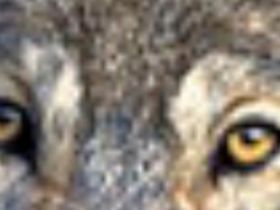 Wolfsblick mobile Hundeschule