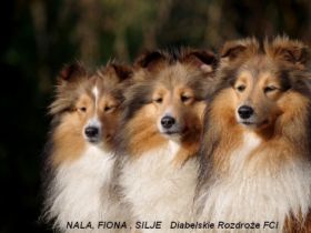 Diabelskie Rozdroże FCI