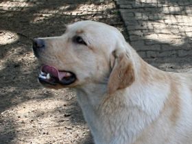 Irko von der Friedersdorfer Höhe