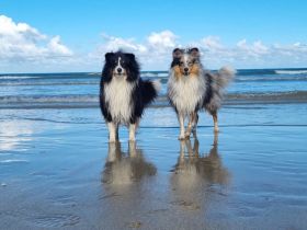 Bobby Dazzler from Dangerous Dream