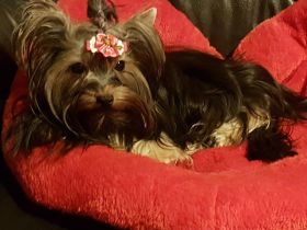 Yorkshire-Terrier Deckrüde