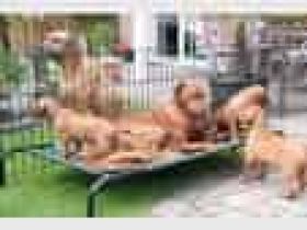 Rhodesian Ridgeback von Jamali