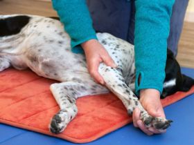 HundePhysiotherapie Carola Peters