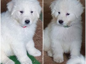 Maremmano-Abruzzese Welpen, Herdenschutzhunde, Familienhunde