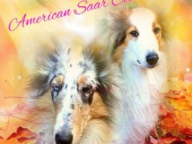 American Saar Collies