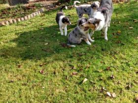 Collies vom Elfenzauber