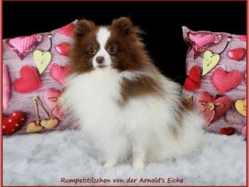 Rumpelstilzchen von der Arnold´s Eiche