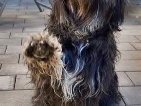 de la petite Coquine