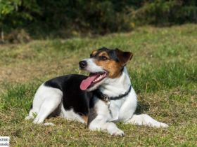 von der Brombeerstaude