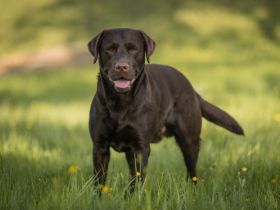 Ben alias Eco vom Bürgle