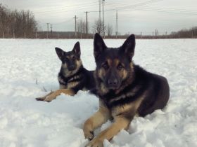 Coeur de Lion d`Hongrie