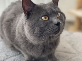 IC. Kronos v. Lauerhof