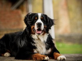 Isco-Lennox vom Jansenhof