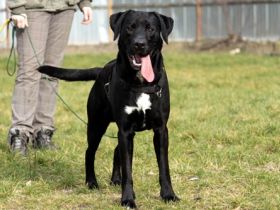 Buddy, Labrador-Mix , geb. 2014, su. hundeerfahrene Einzelperson mit Grundstück - mit Video