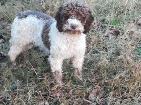 Lagotto Romagnolo Züchter
