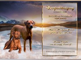 Rhodesian Ridgeback von Jamali