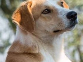 lieber, kastrierter Ben lebt im freien ohne Hundehuette