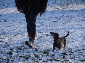Pürzelchen - HundeMenschenTraining