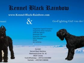 BLACK RAINBOW