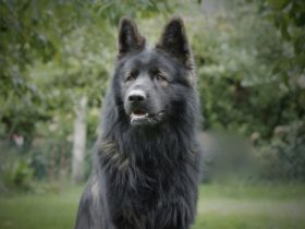 King-Dante vom Wehrmannsdamm