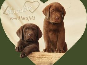 Labrador Welpen mit Papieren! Natürliche Aufzucht!