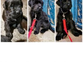 riesenschnauzer Welpen m.P.