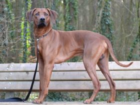 Guardian Miracle KENO