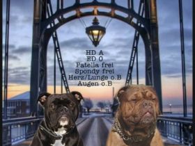 Harbour Bulldogs Kennel
