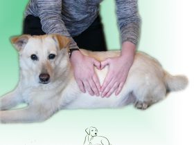 Paricura - TCM, Lasertherapie und Ernährungsberatung für Hunde & Katzen