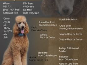 Enif-Edward Star of Seven Hills